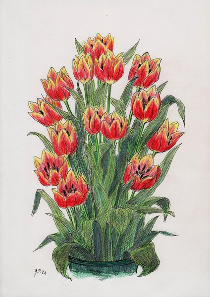 Tulpenstrauss, kolorierte Federzeichnung, DIN A 4