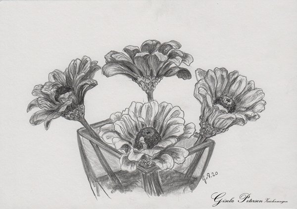 Zinnienblüten Zeichnung mit Bleistiften B2/B4 DIN A5