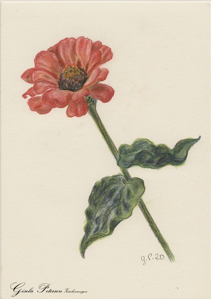 Zinnienblüte Zeichnung mit Buntstiften (Faber Castell) DIN A5