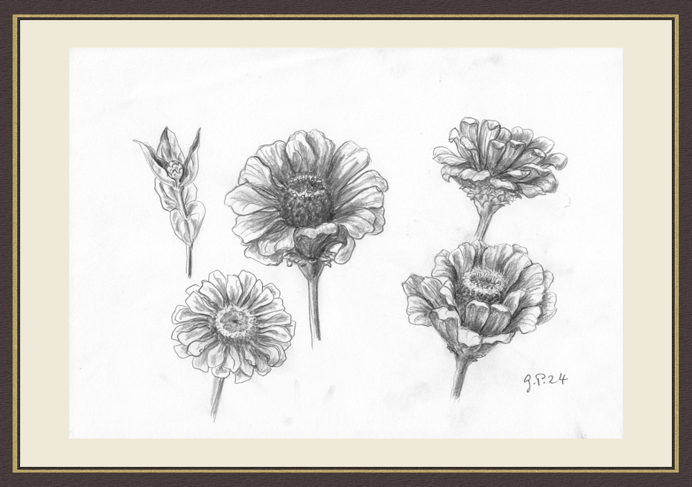 Zinnienblüten Skizze, Bleistift, DIN A 4