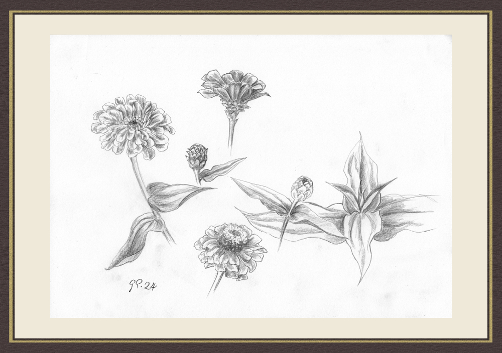 Zinnienblüten Skizze, Bleistift, DIN A 4