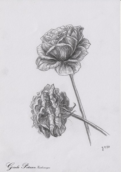 Rosenblüten Zeichnung mit Bleistiften B2/B4 DIN A5