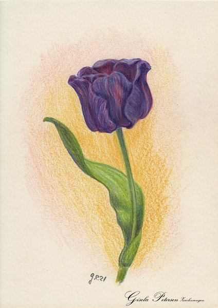 blauviolette Tulpenblüte, Zeichnung mit Buntstiften (Faber Castell) DIN A5