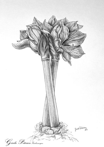 zwei Amaryllisblüten, Zeichnung mit Bleistift B und 2B, DIN A3