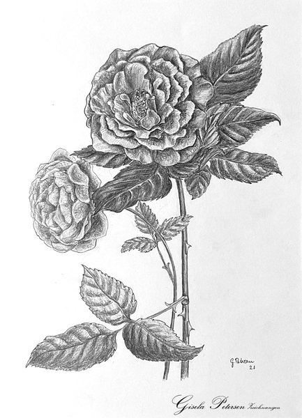 zwei Rosenblüten, Zeichnung mit Bleistift 2B/4B DIN A 3