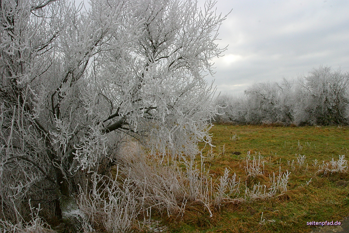 29. Januar 2006: Frostzauber im Speicherkoog bei Meldorf