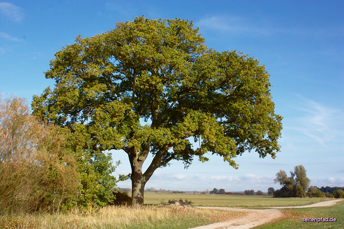 Auf dem Wege zum Heisterbusch